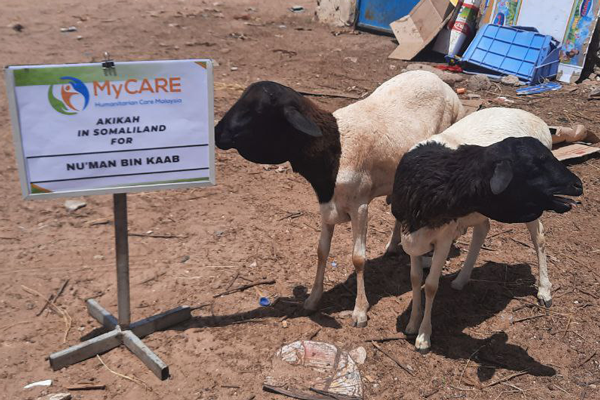 Akikah-Somaliland-Numan