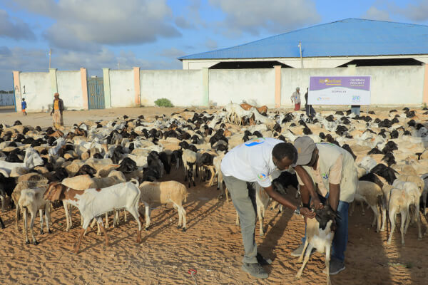 Persediaan kambing di Somalia