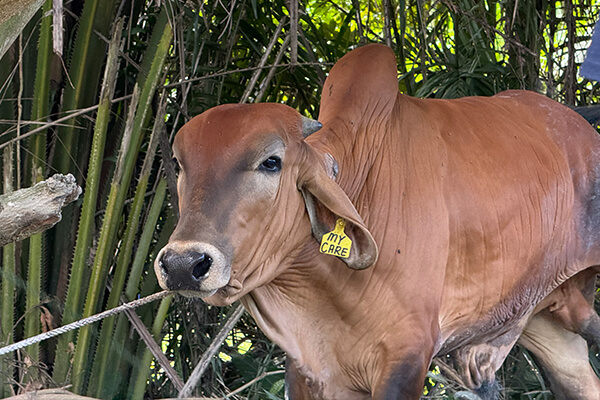 Lembu qurban di Malaysia