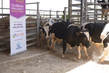Persediaan lembu untuk qurban di Alquds