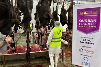 Sembelihan lembu untuk daging tin