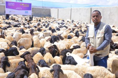 Persediaan kambing untuk qurban di Somalia