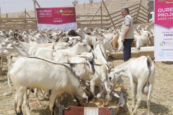 Persediaan kambing untuk qurban di Yaman